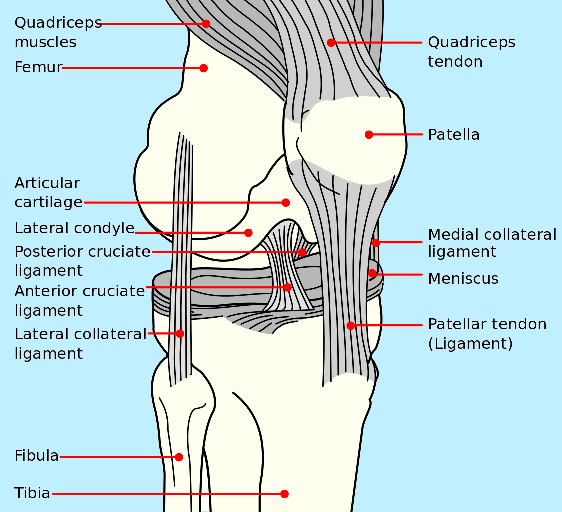 Ruptured Anterior Cruciate Ligament (RACL) Mar Vista
